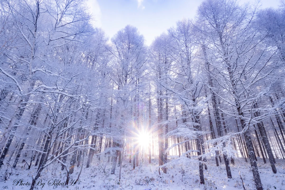投稿写真：朝陽に染まる霧氷林
