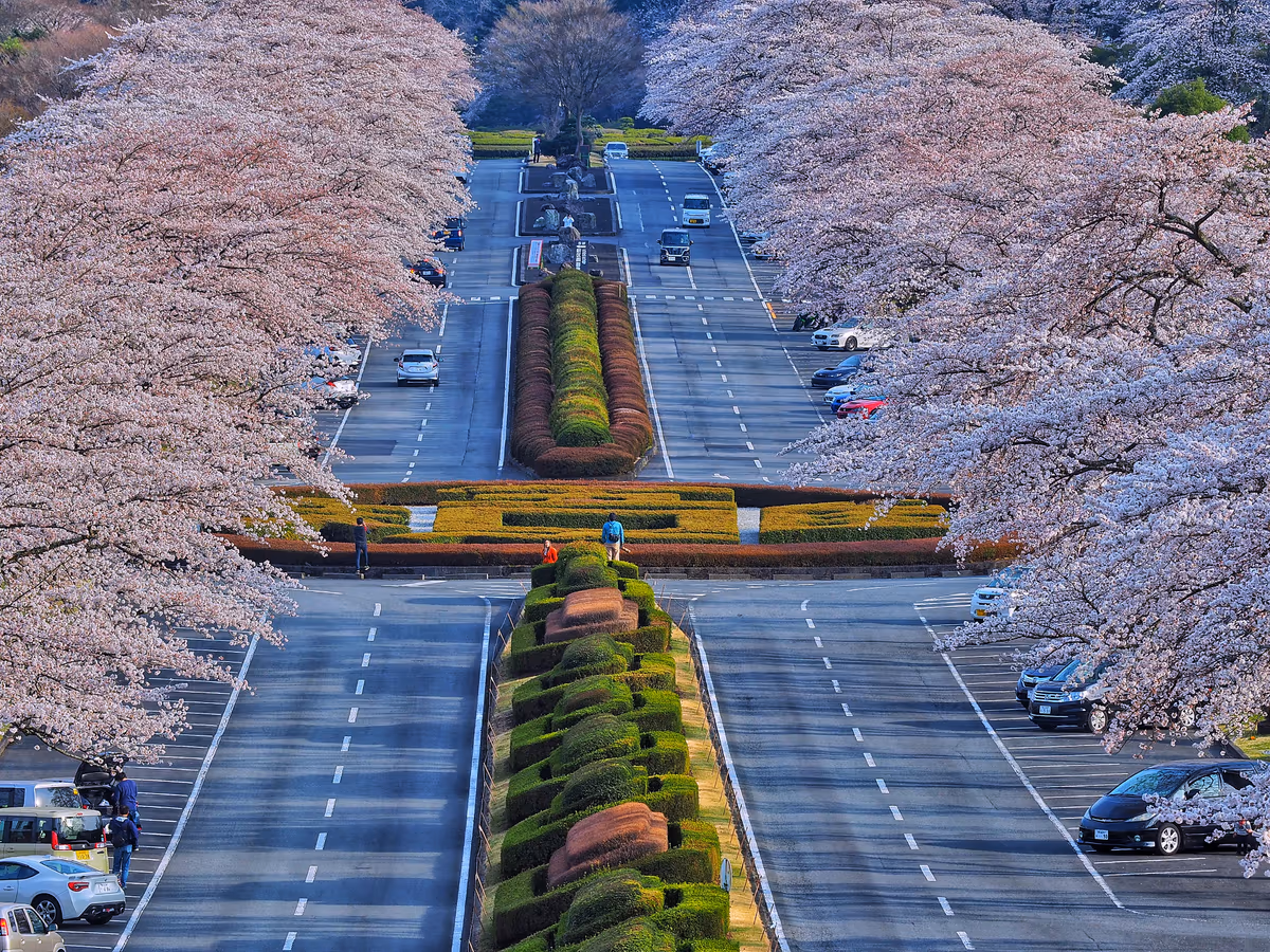 投稿写真：富士霊園の桜並木