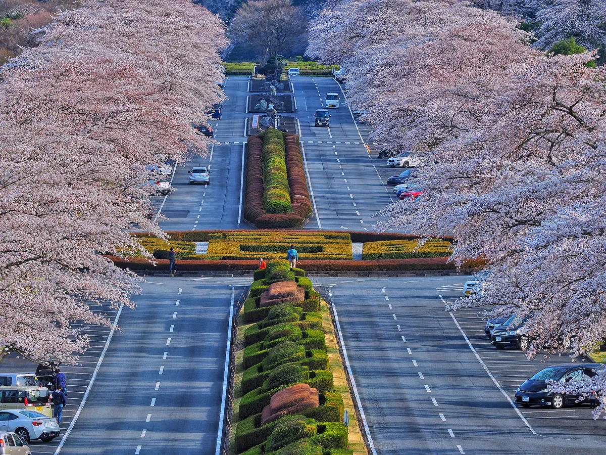 投稿写真：富士霊園の桜並木