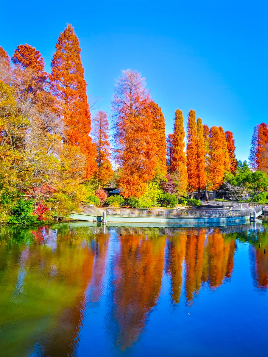 投稿写真：青空とメタセコイアの黄葉のリフレクション