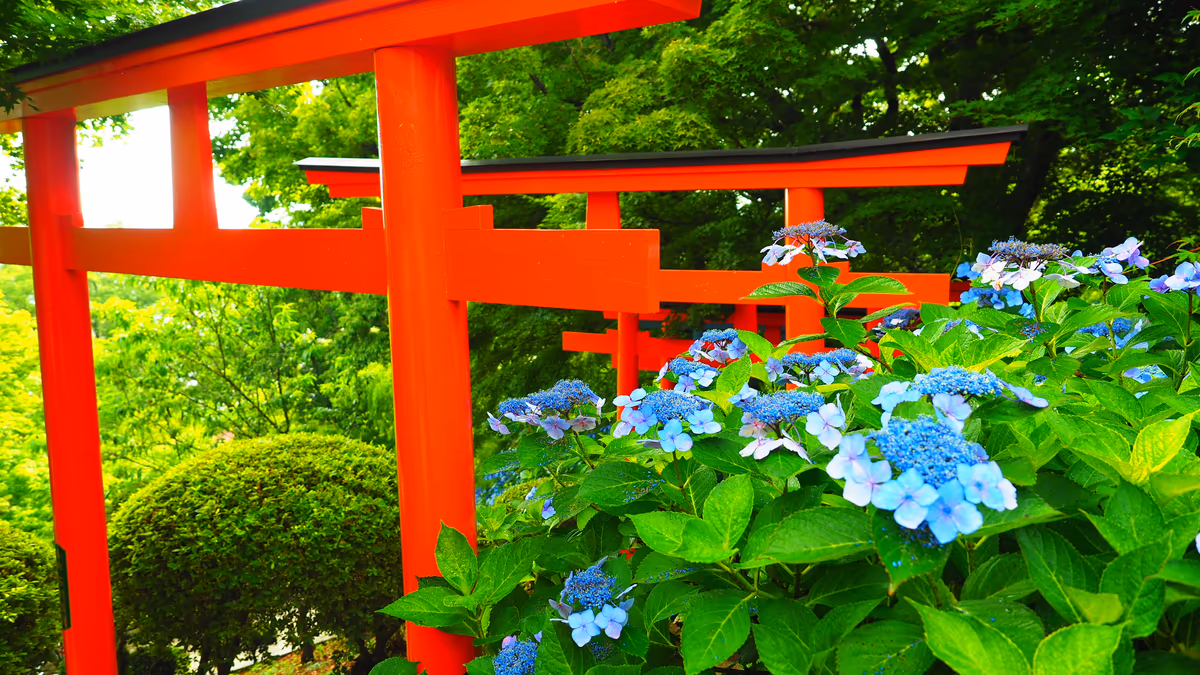 投稿写真：紫陽花と鳥居