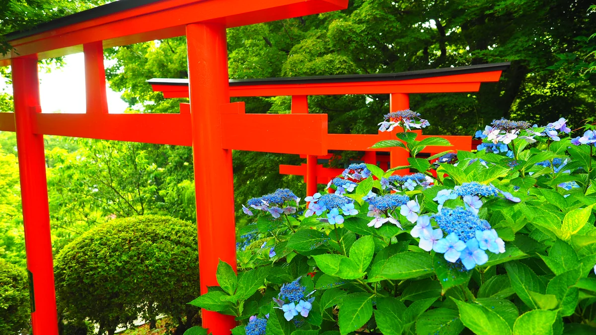 投稿写真：紫陽花と鳥居