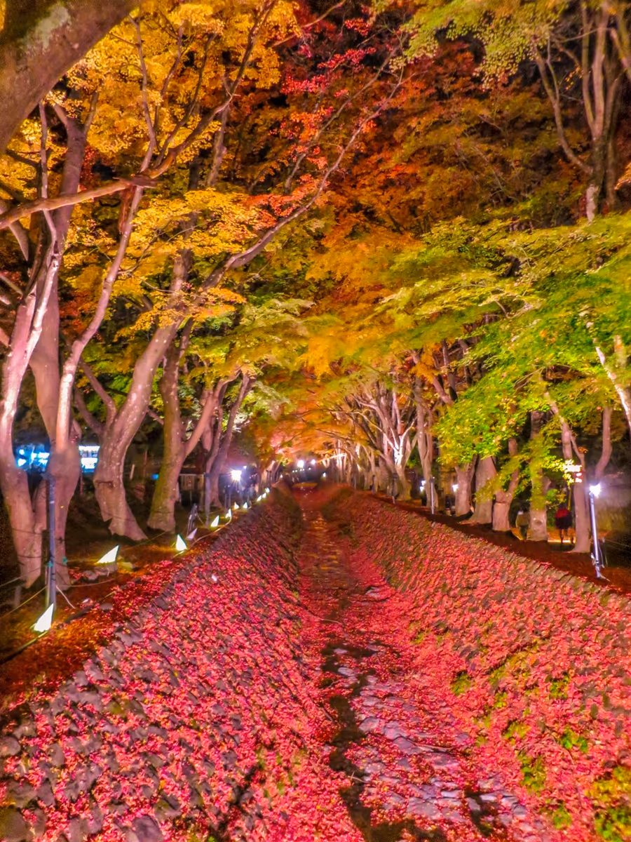 投稿写真：ライトアップされた紅葉回廊