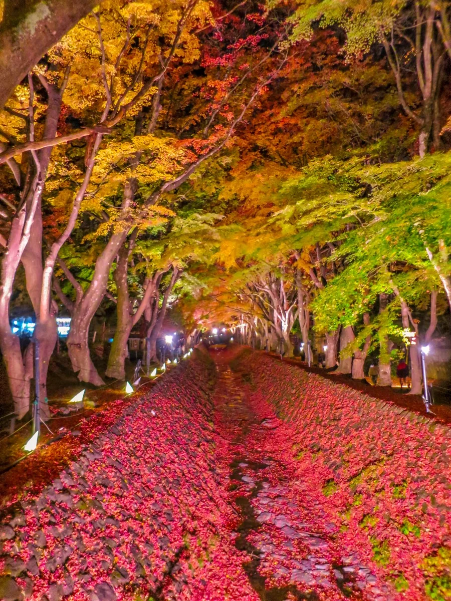 投稿写真：ライトアップされた紅葉回廊