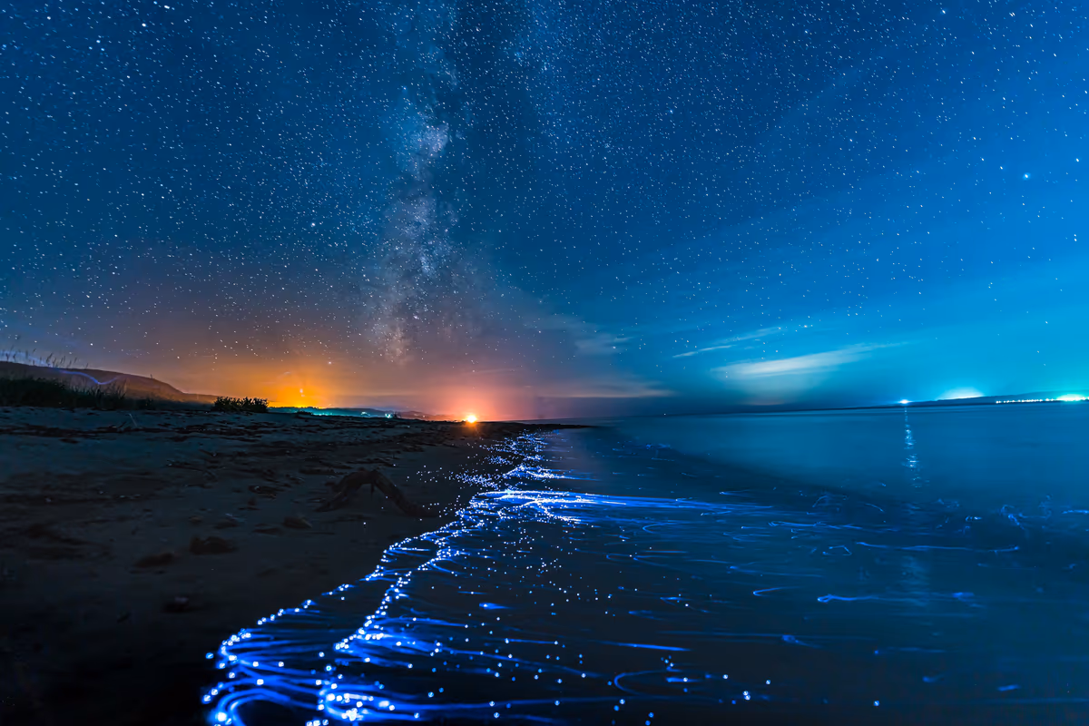 投稿写真：ウミホタルと星の煌めく砂浜【佐渡島】