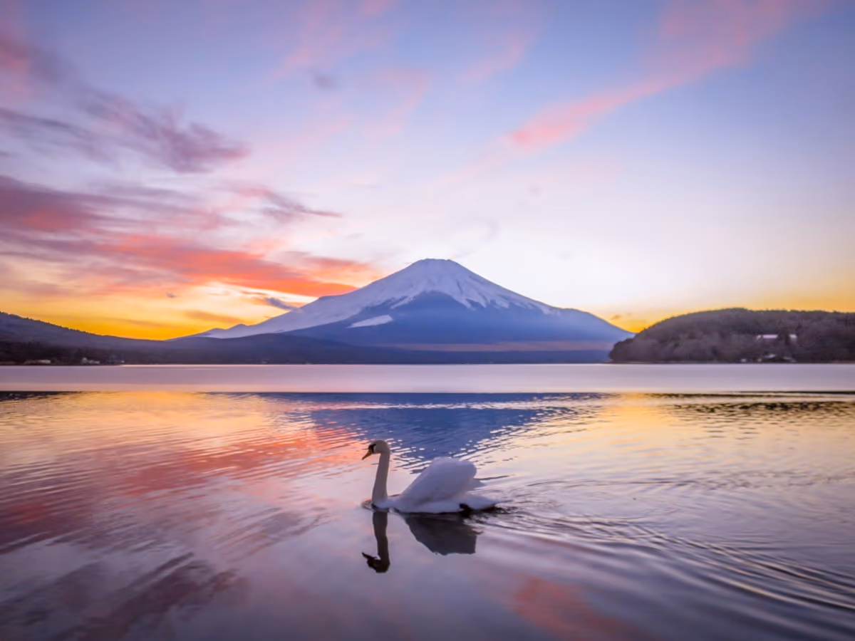 投稿写真：白鳥と夕焼け雲と富士山