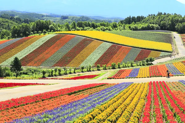 投稿：夏の北海道