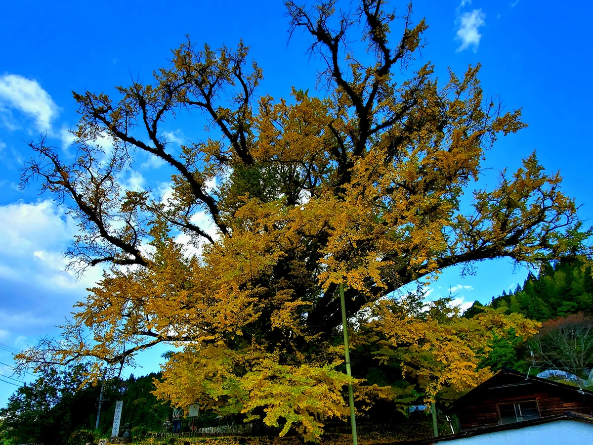 投稿写真：下城の大銀杏