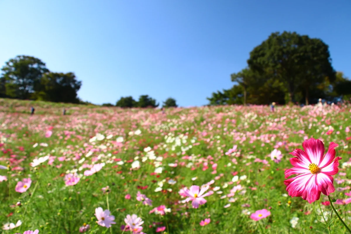 投稿写真：コスモス