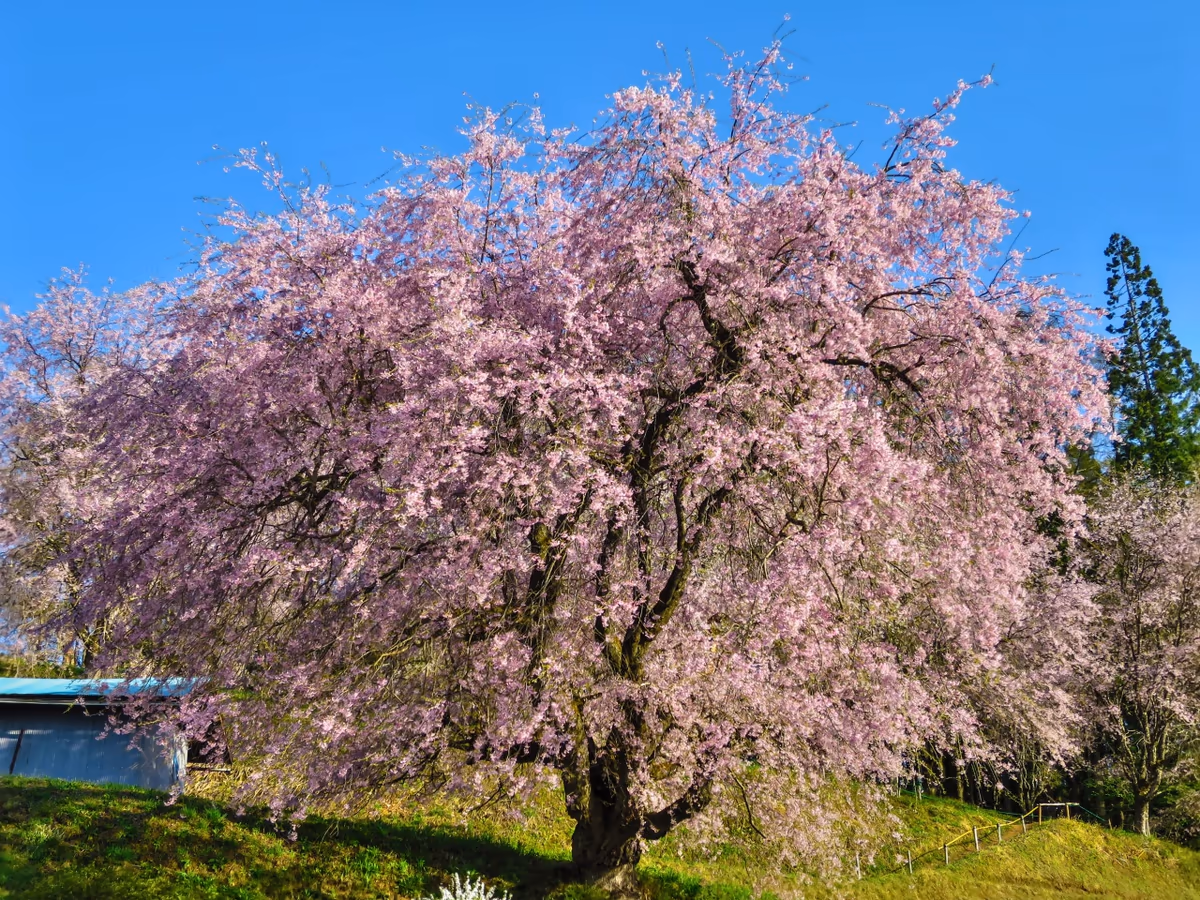 投稿写真：番所の桜