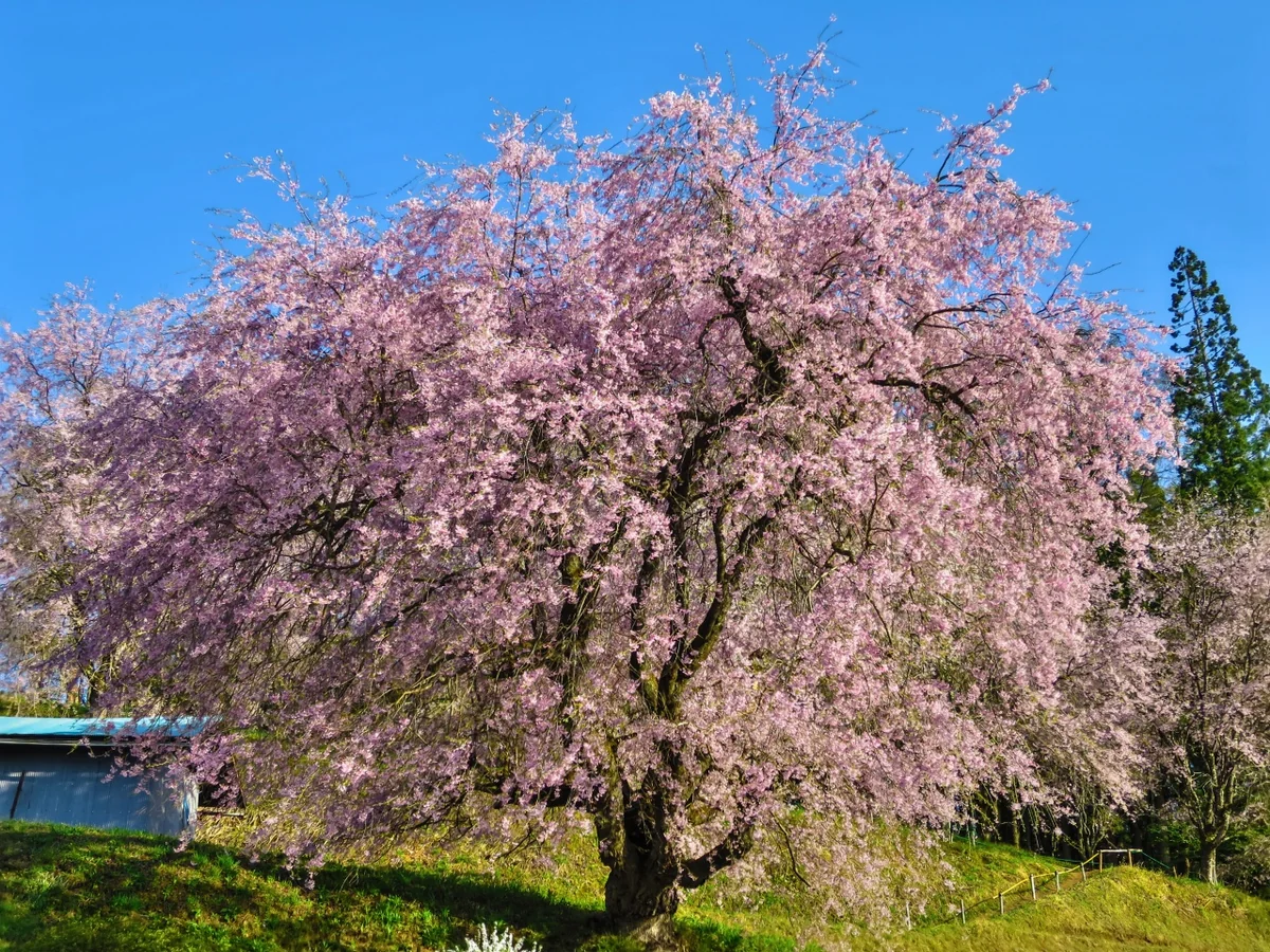 投稿写真：番所の桜