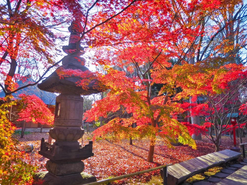 投稿写真：見納めの紅葉