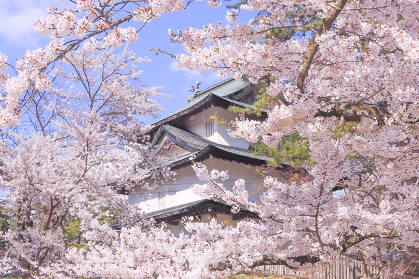 投稿：弘前城の桜