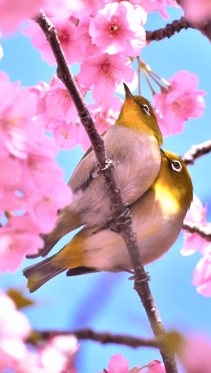 投稿写真：つがいのメジロと河津桜