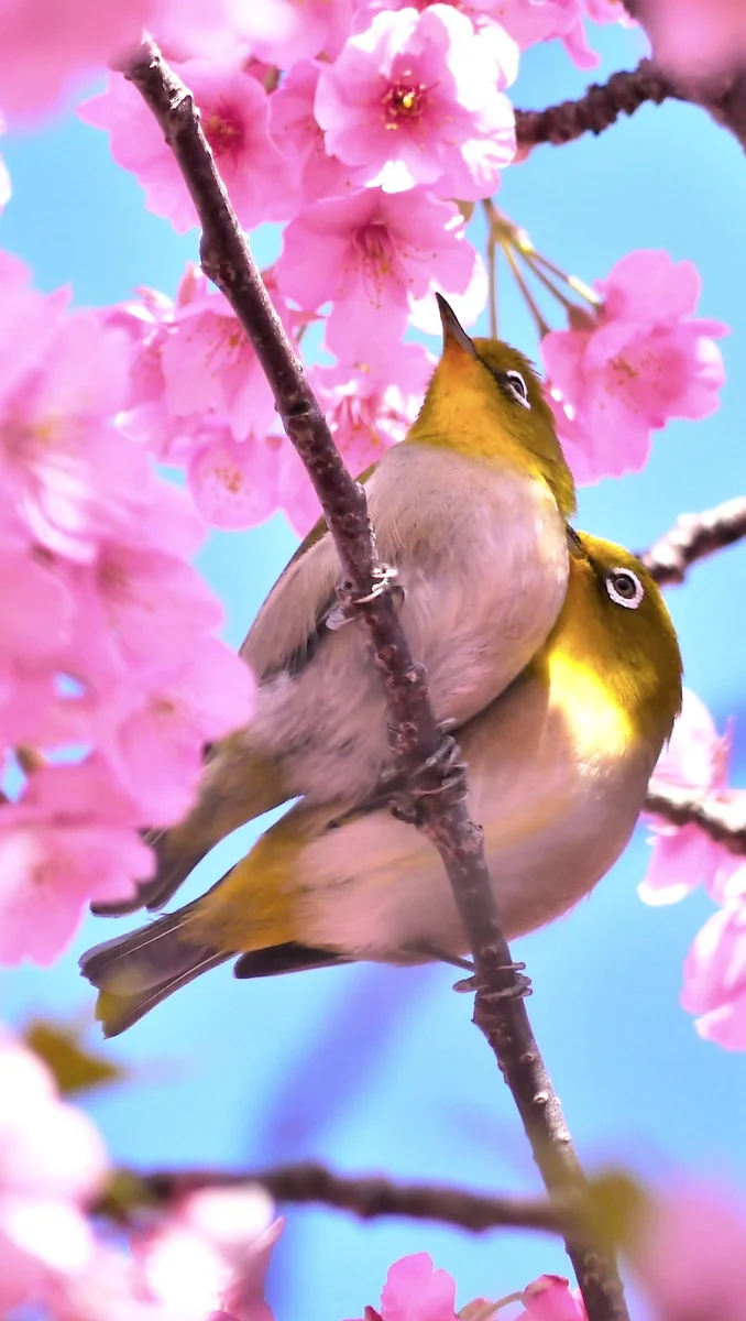 投稿写真：つがいのメジロと河津桜