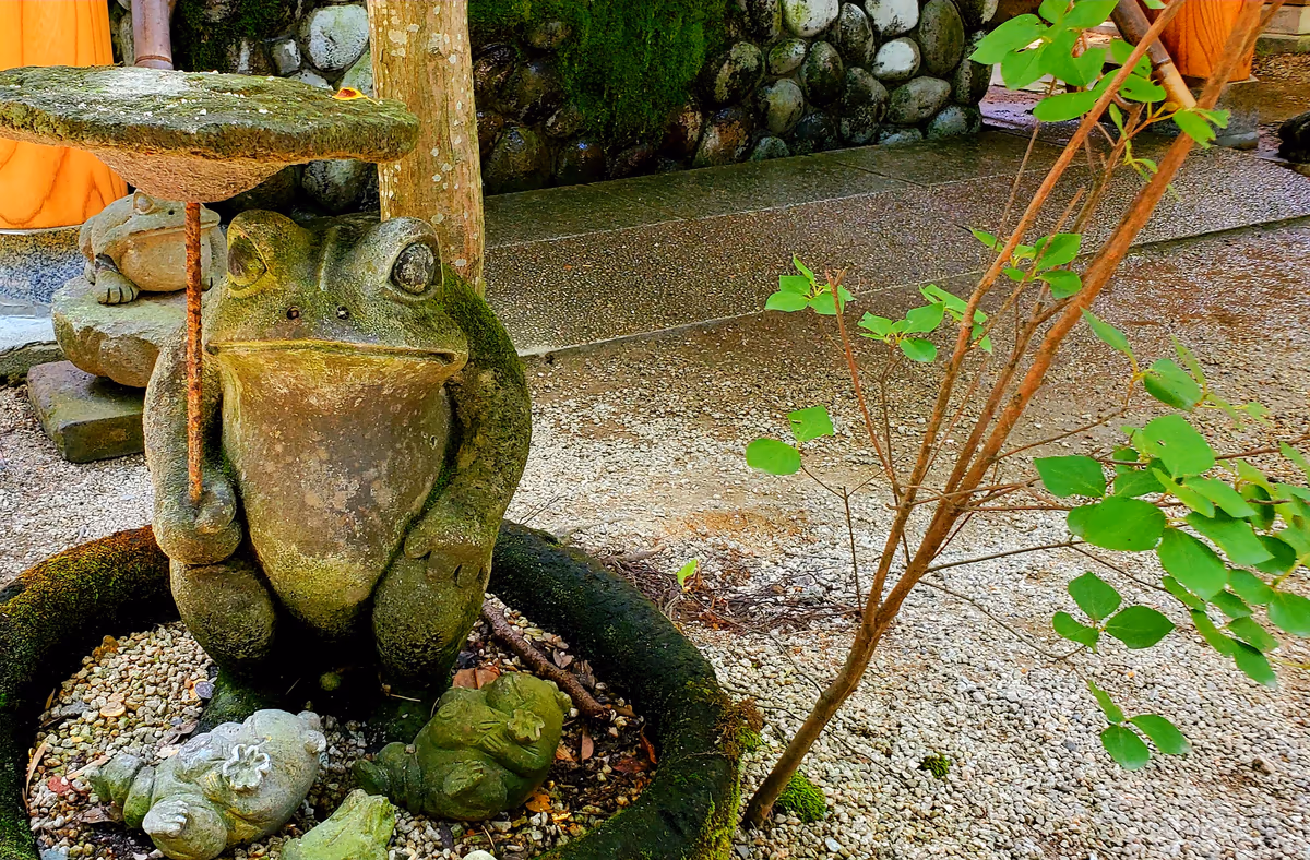 投稿写真：縁結び前のカエル