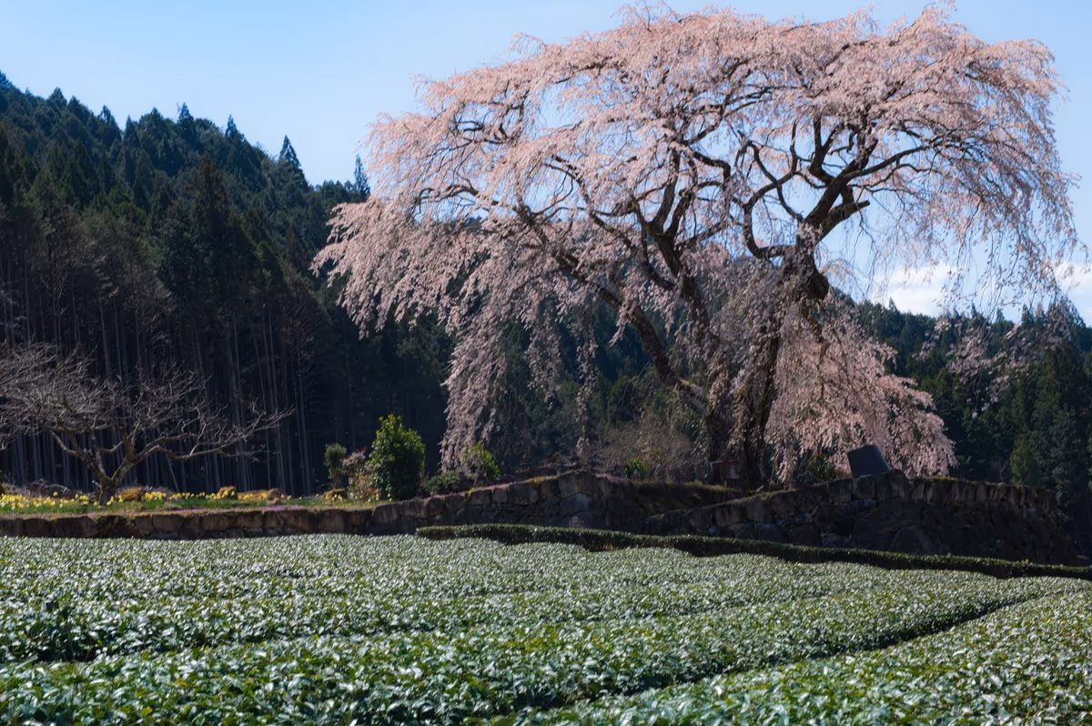 投稿写真：一本桜