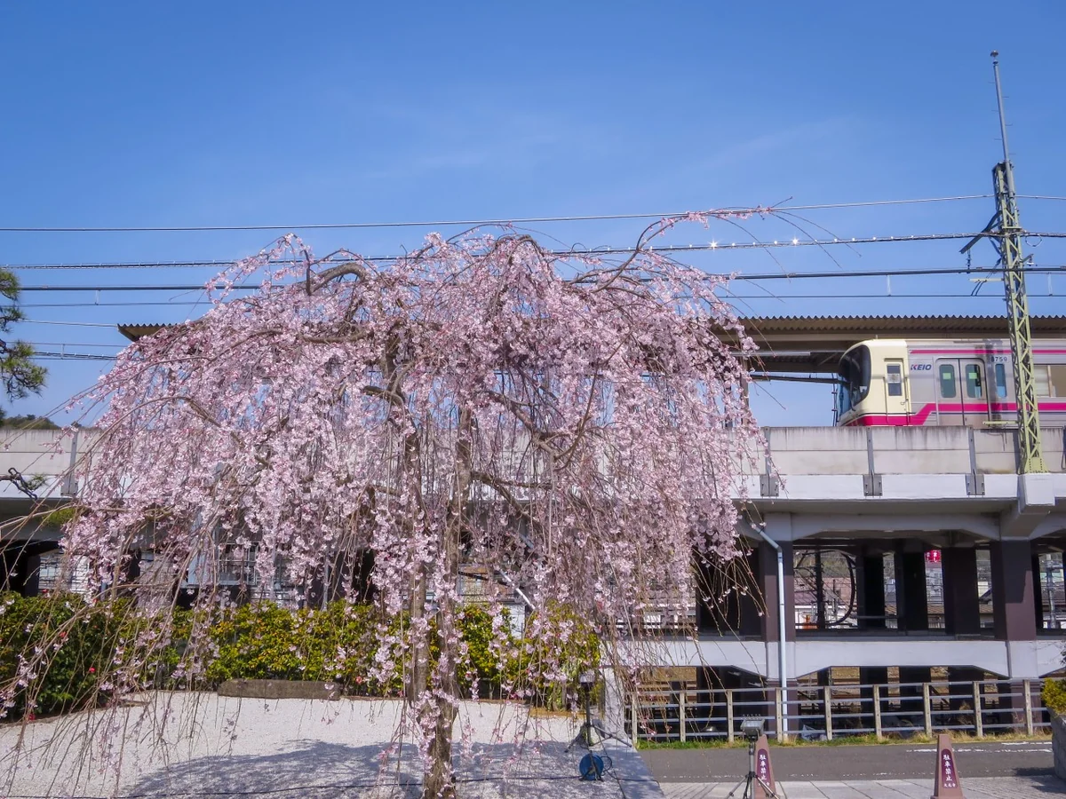 投稿写真：枝垂れ桜と京王電車