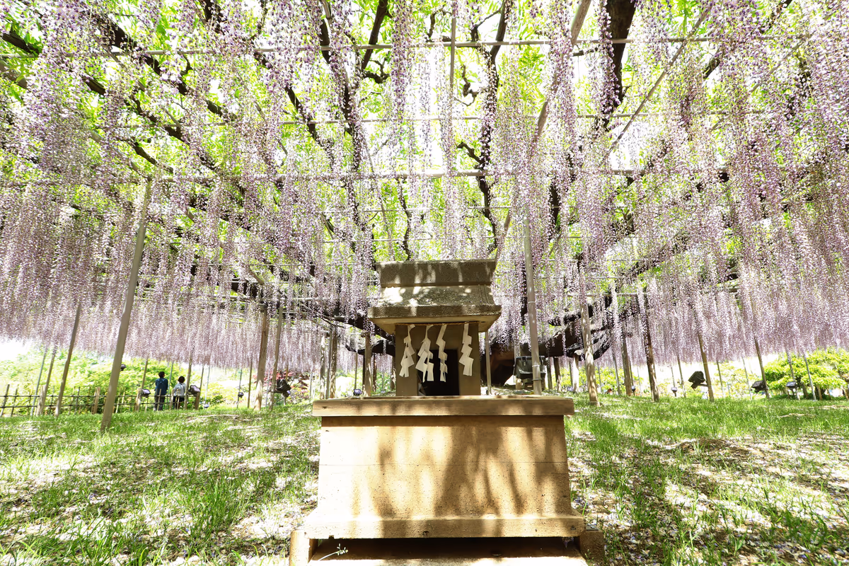 投稿写真：藤棚