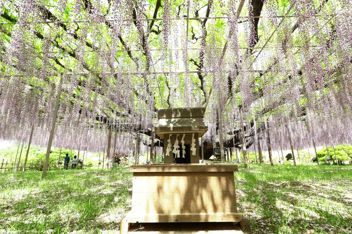 投稿写真：藤棚