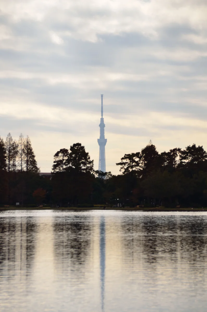 投稿写真：水元公園　スカイツリー