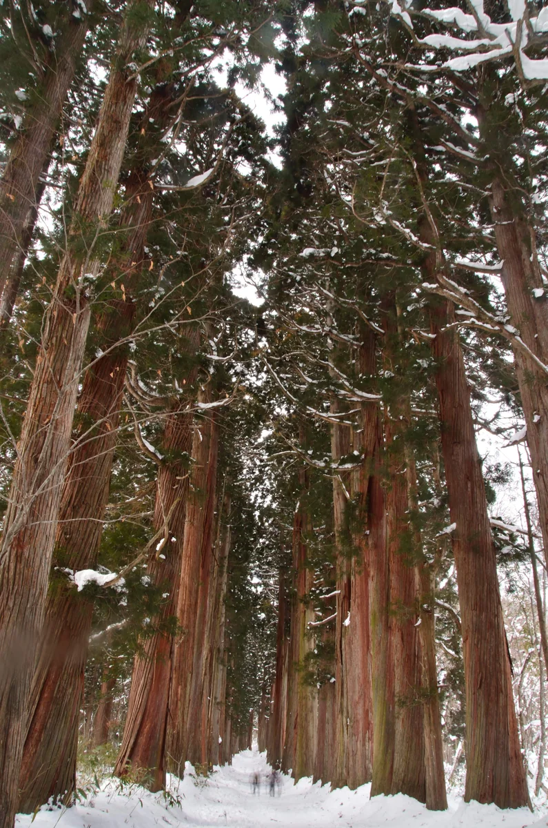 投稿写真：戸隠神社奥社　雪の参道