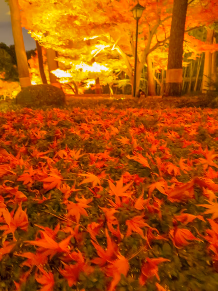 投稿写真：落ち葉