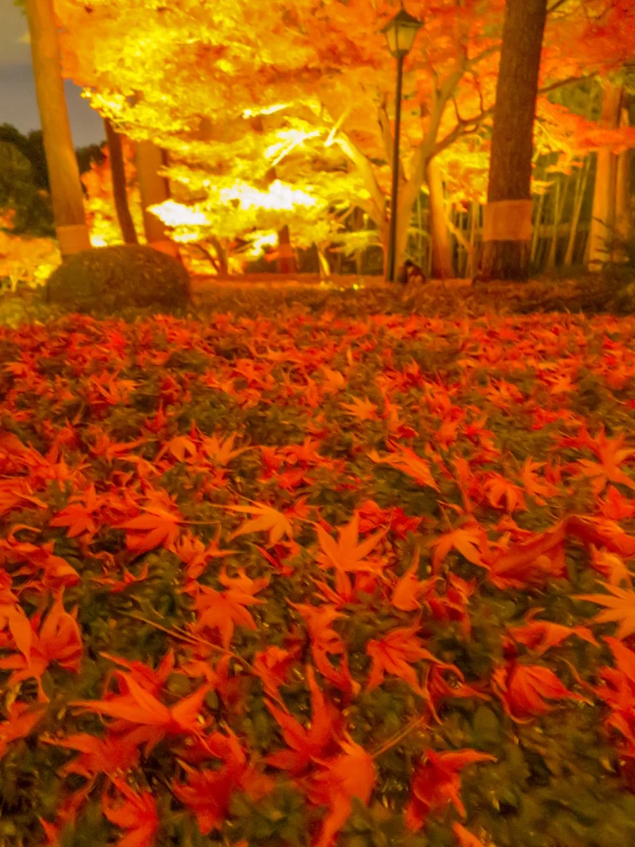 投稿写真：落ち葉