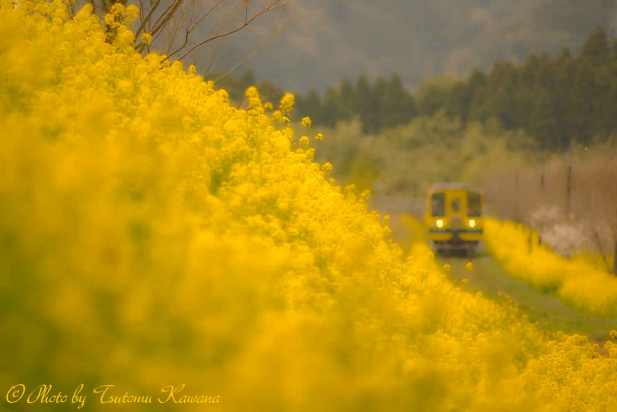 投稿写真：房総いすみ鉄道、菜の花ライン