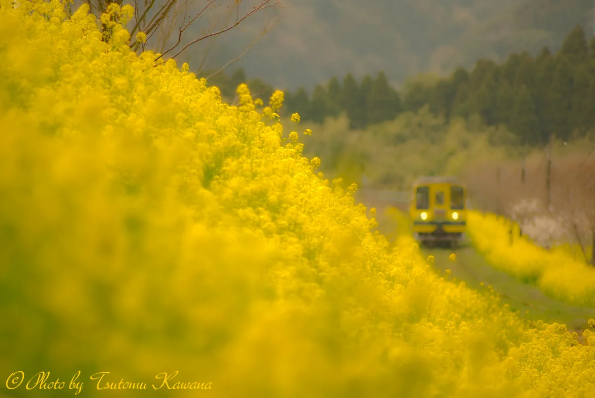 投稿写真：房総いすみ鉄道、菜の花ライン