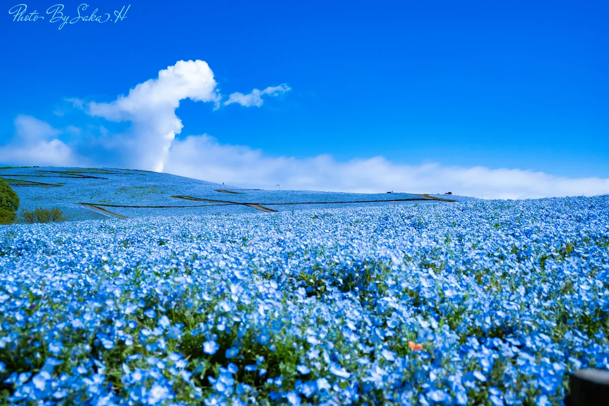 Hiromi Sakataさんの投稿写真