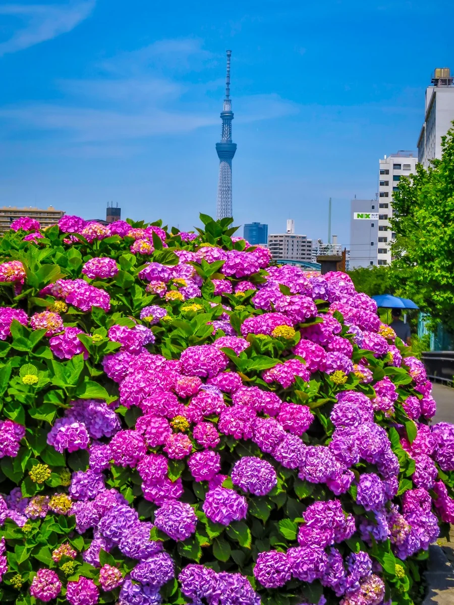 投稿写真：あじさいとスカイツリー