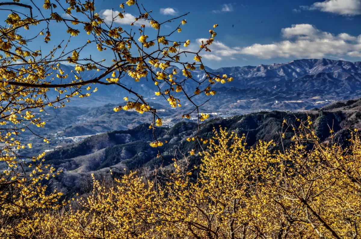 投稿写真：春の蠟梅