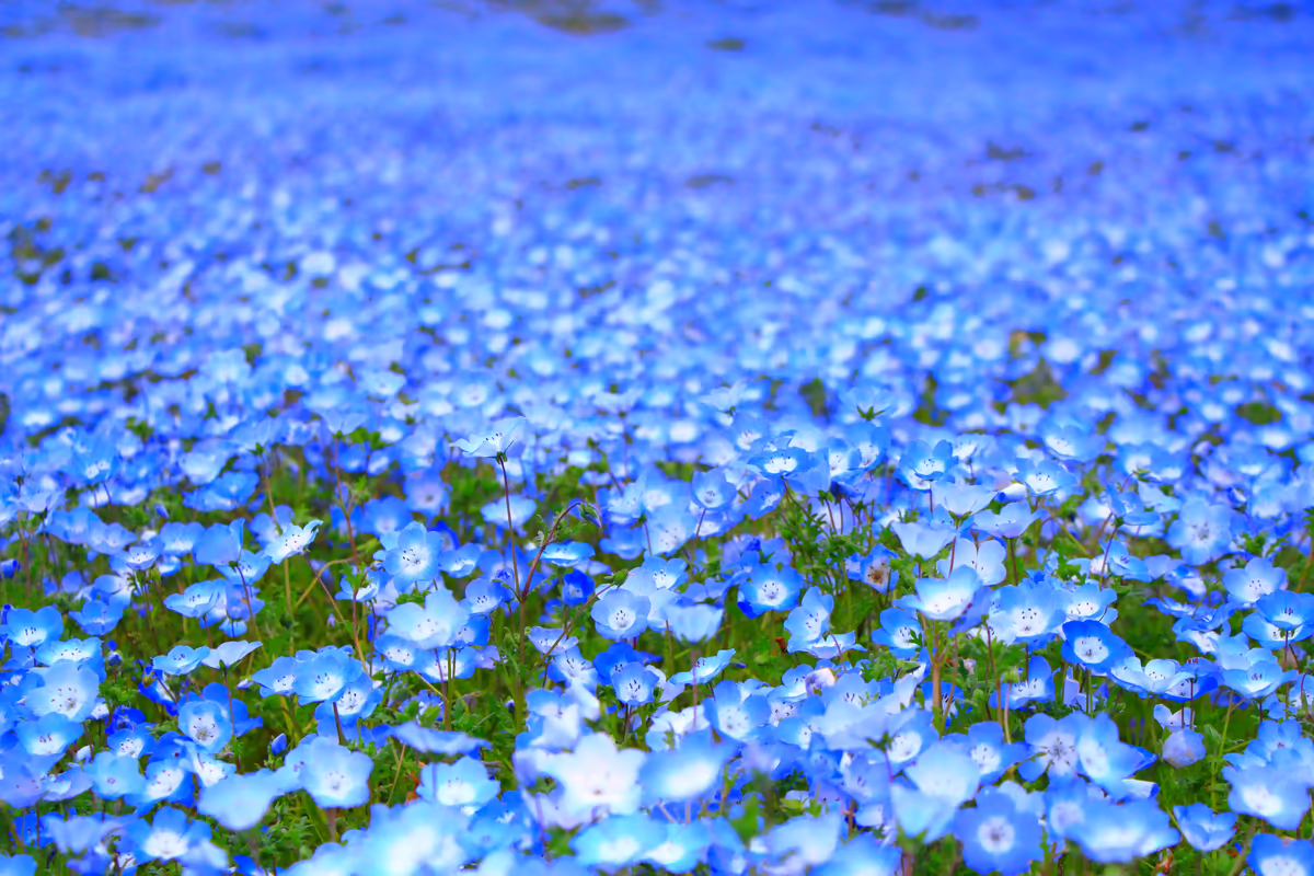 投稿写真：ひたち海浜公園