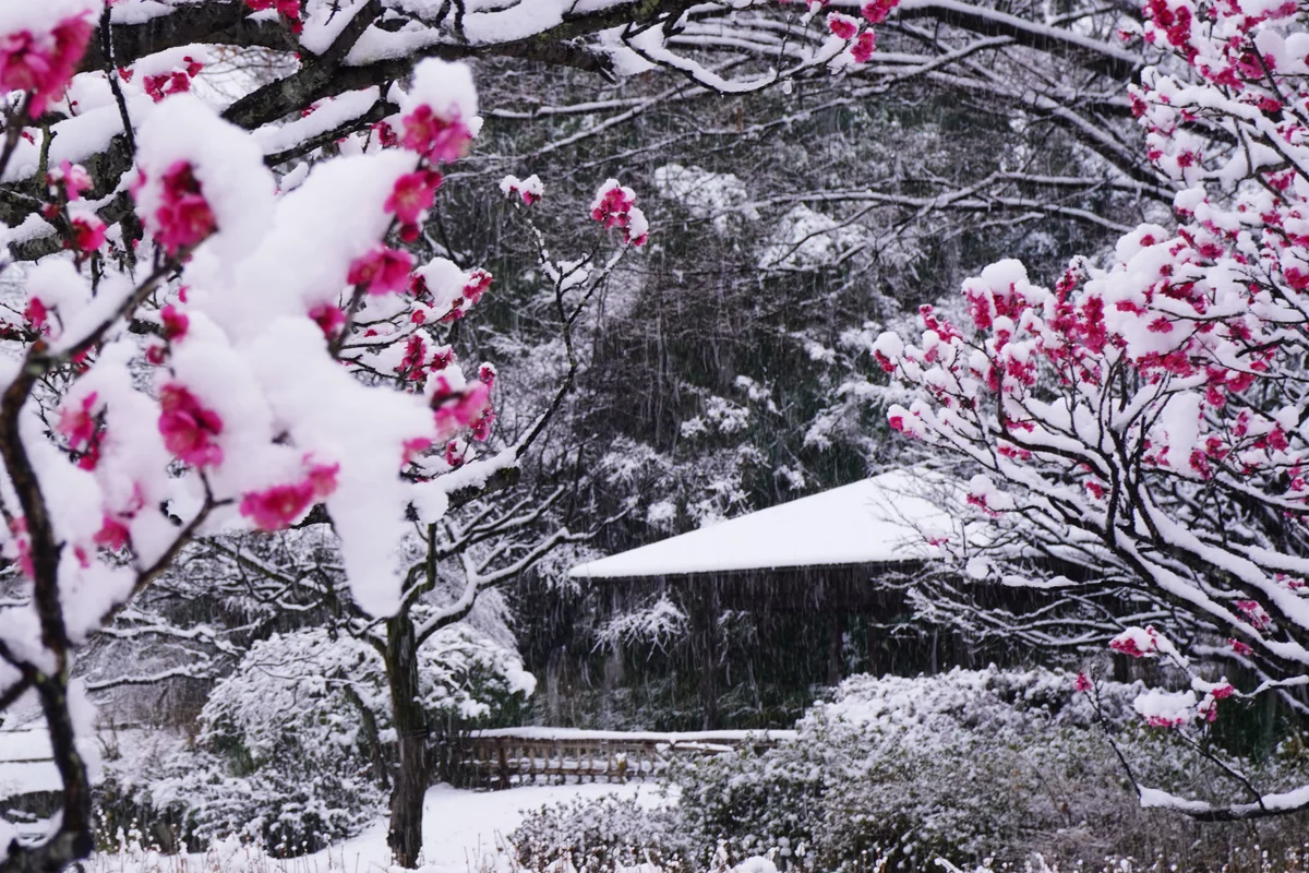 投稿写真：雪中の梅花