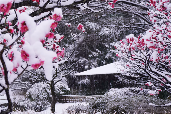 投稿：雪中の梅花