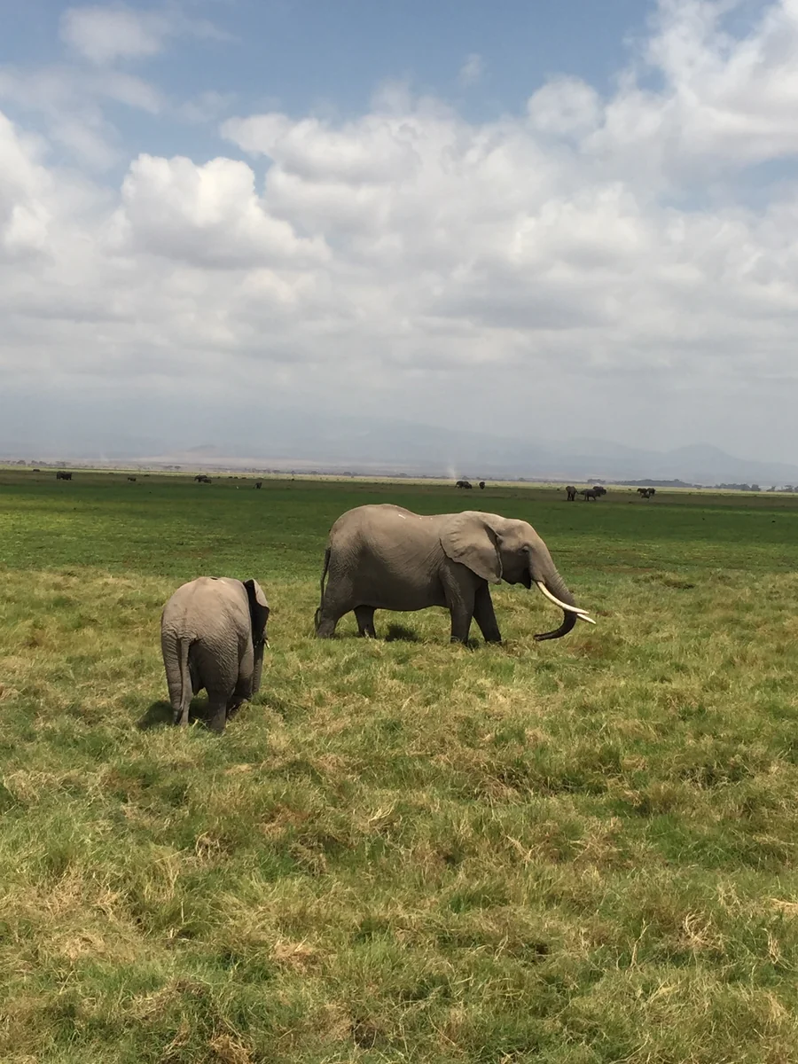 投稿写真：ゾウの親子ver2