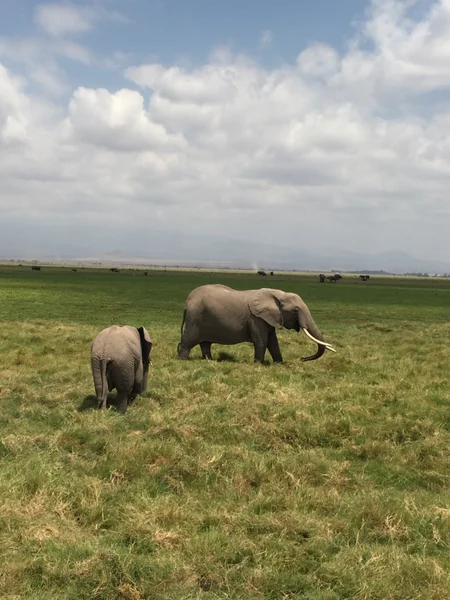 投稿：ゾウの親子ver2