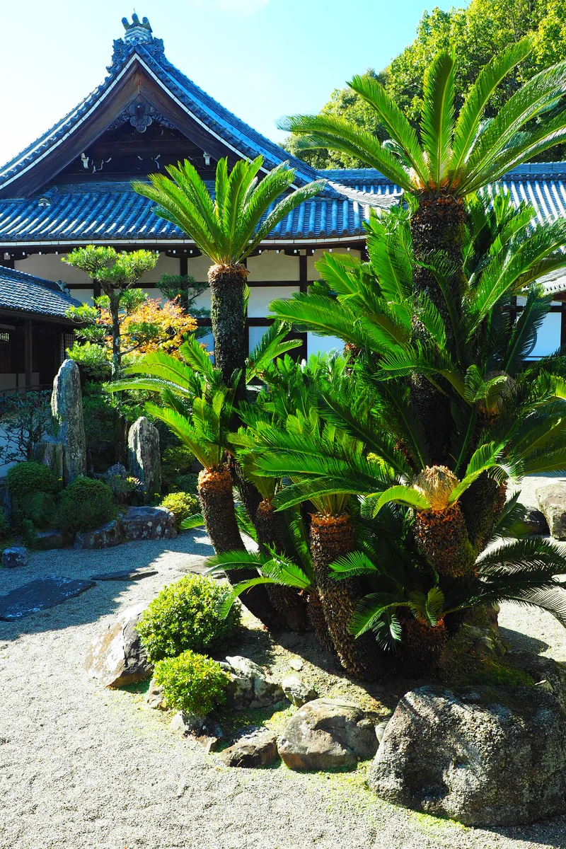 投稿写真：蘇鉄