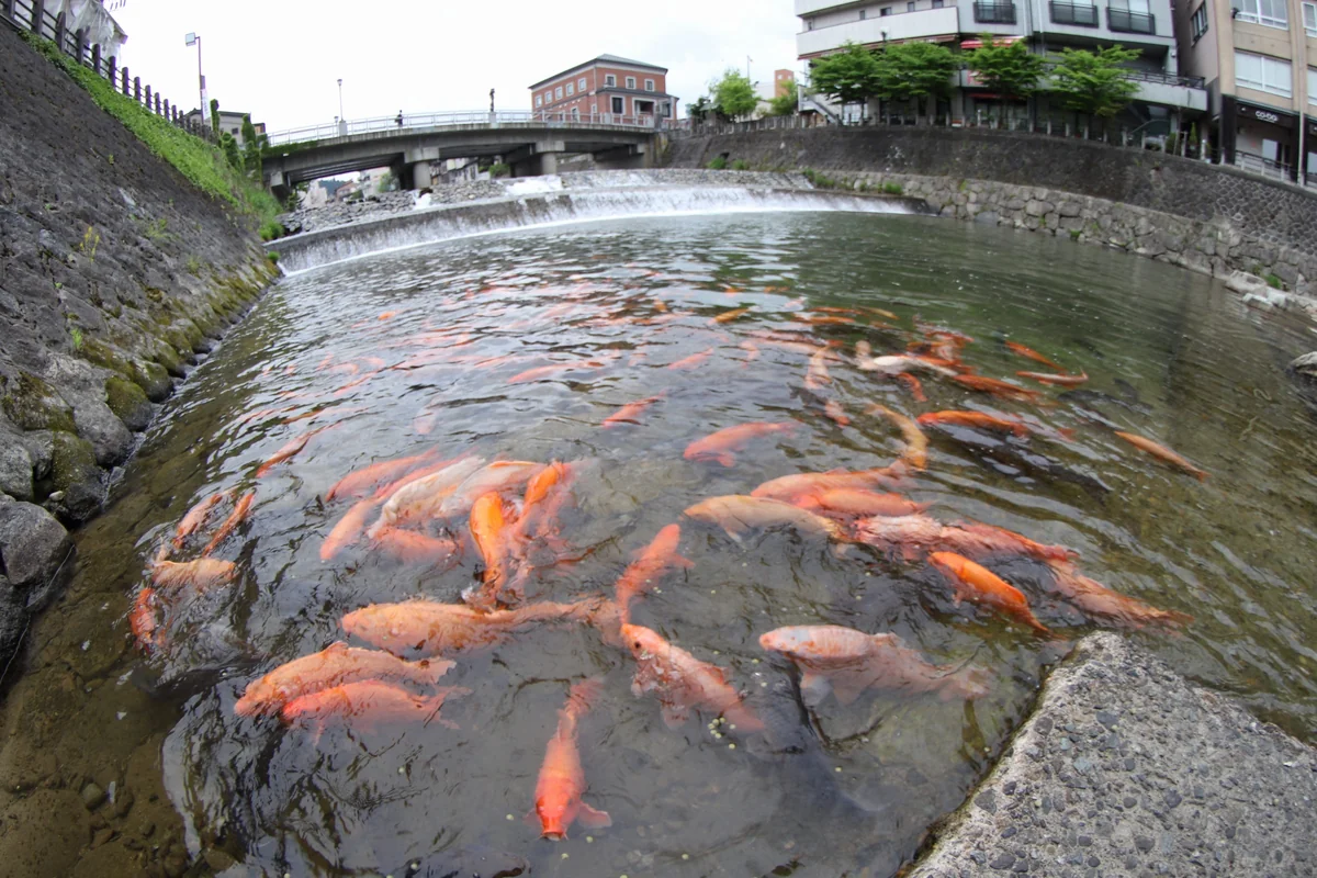 投稿写真：宮川で鯉のエサやり