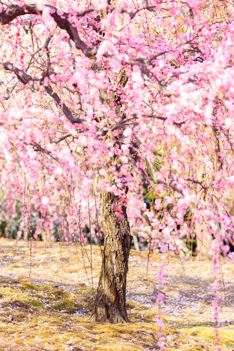 投稿写真：枝垂れ梅
