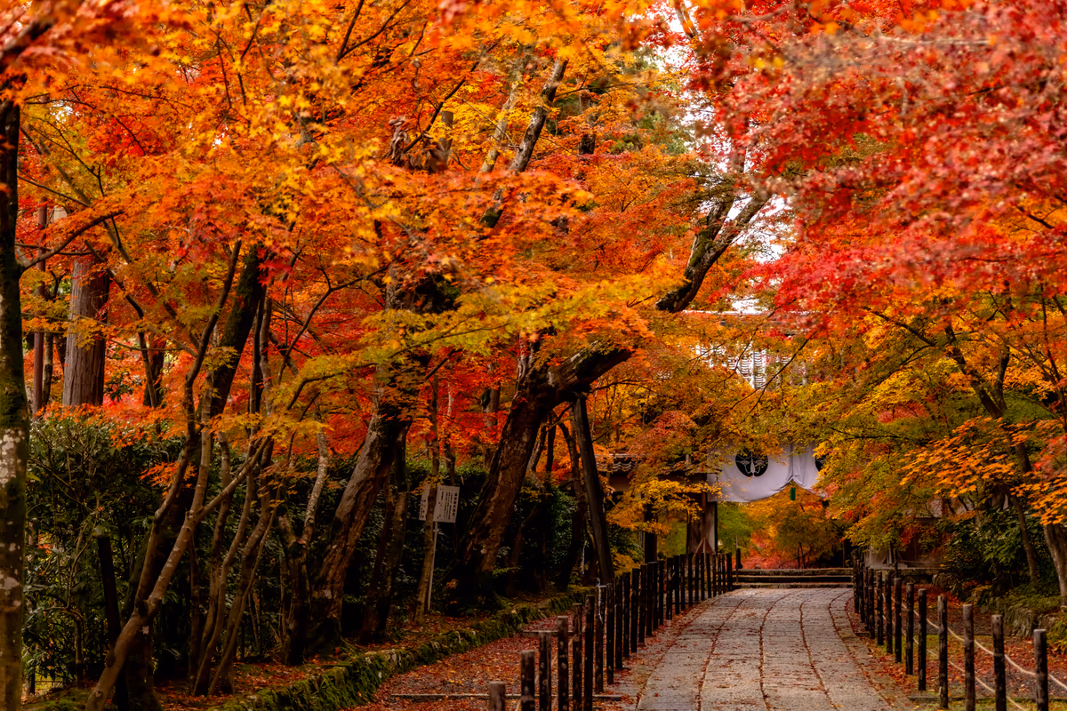 投稿写真：もみじの参道