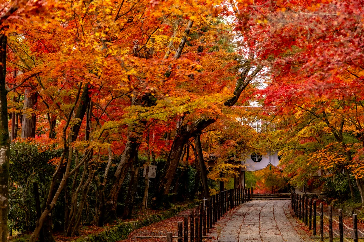 投稿写真：もみじの参道