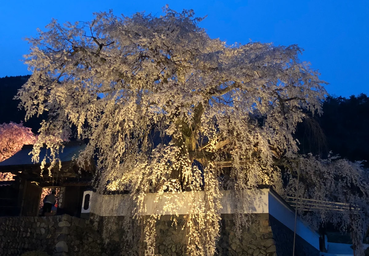 投稿写真：播磨一本堂 枝垂れ桜