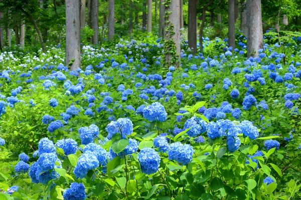 投稿：森の斜面を埋め尽くす青いアジサイ