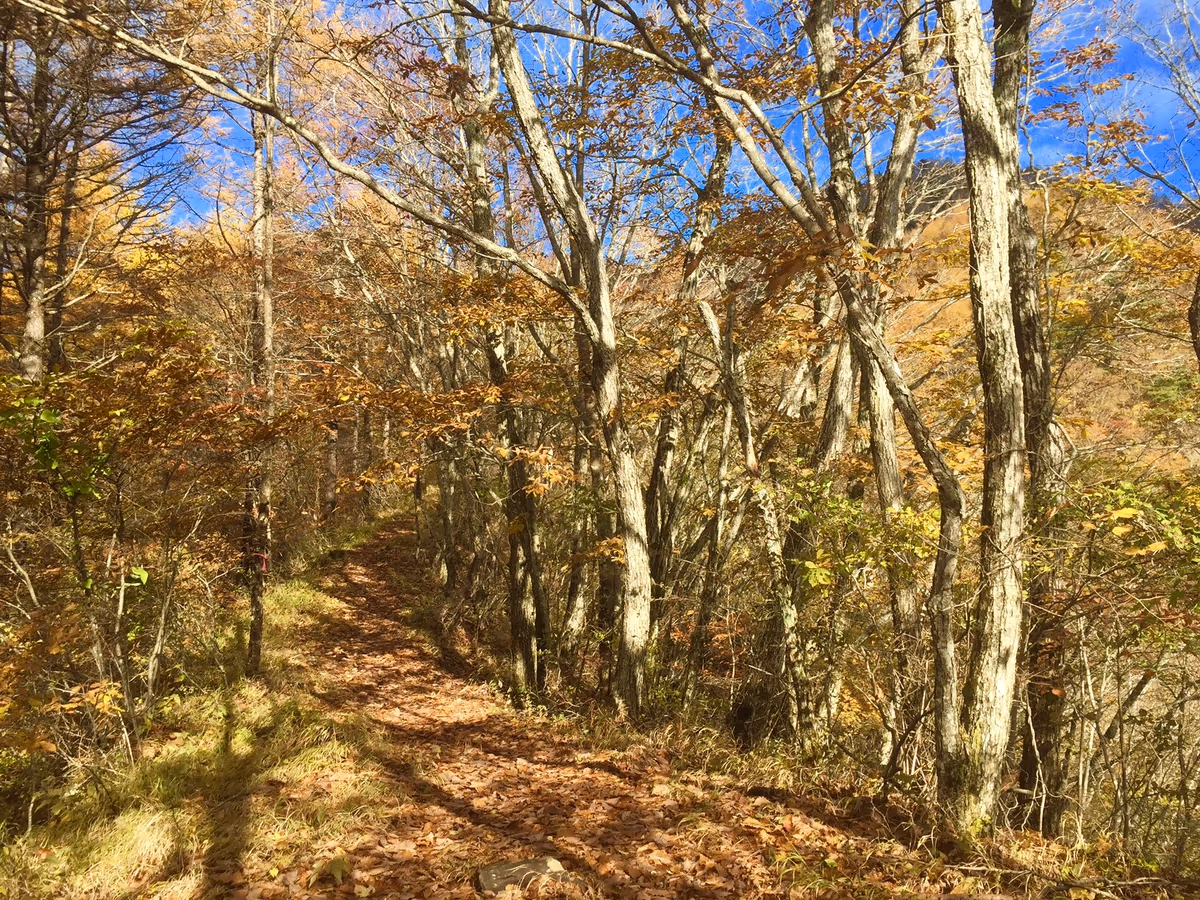 投稿写真：秋の山道