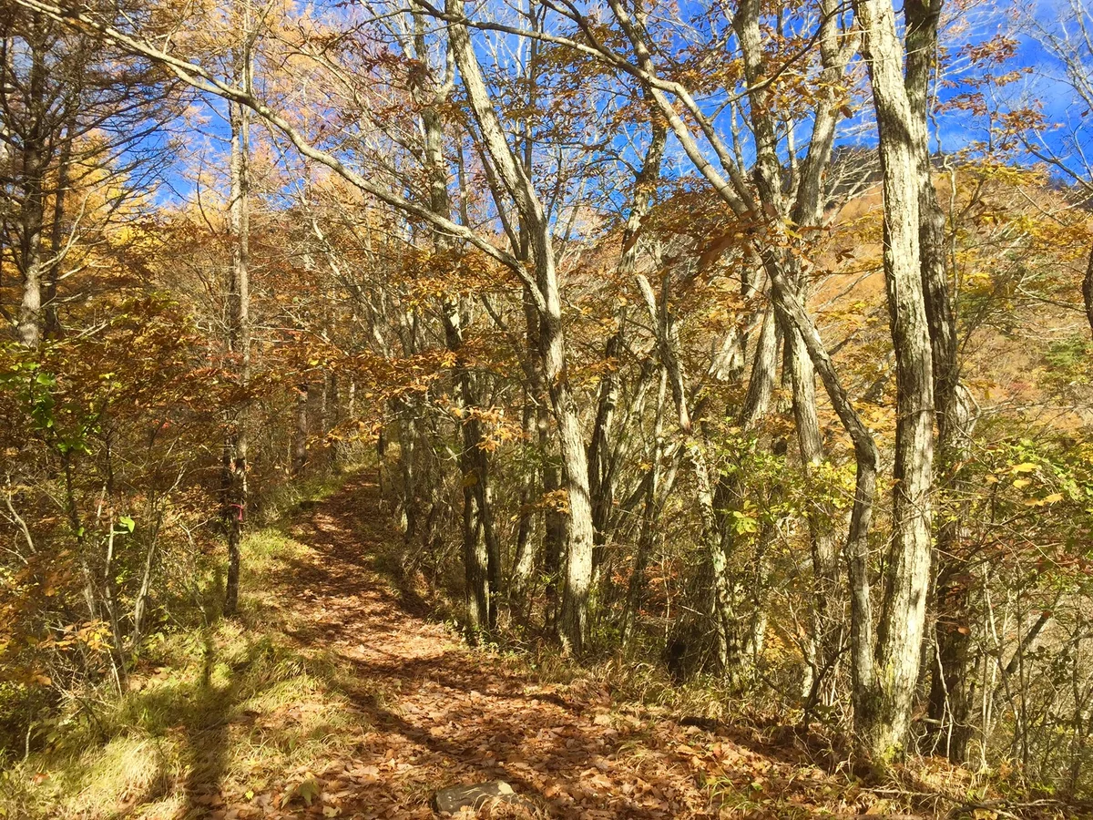 投稿写真：秋の山道