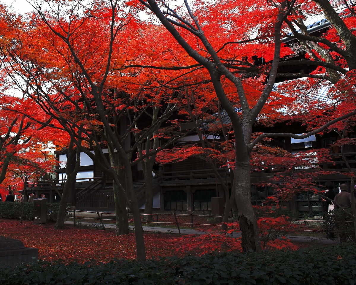 投稿写真：真如堂