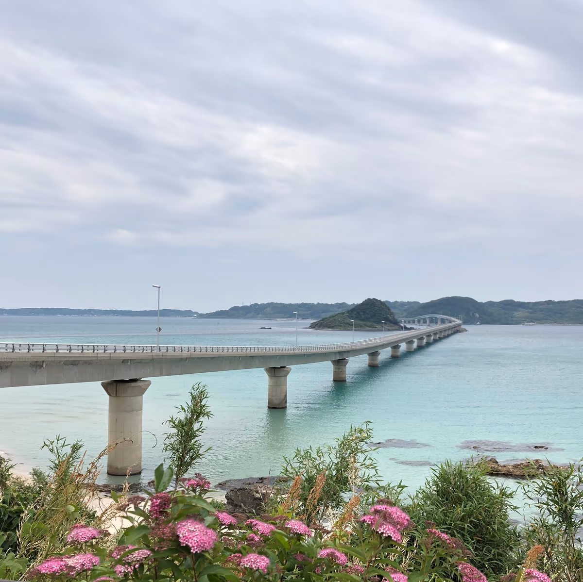 投稿写真：お花と角島大橋