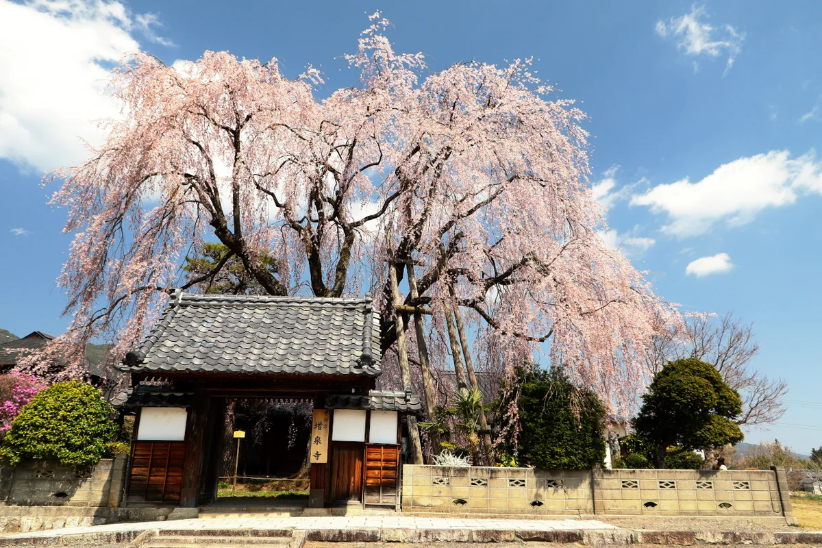 投稿写真：増泉寺